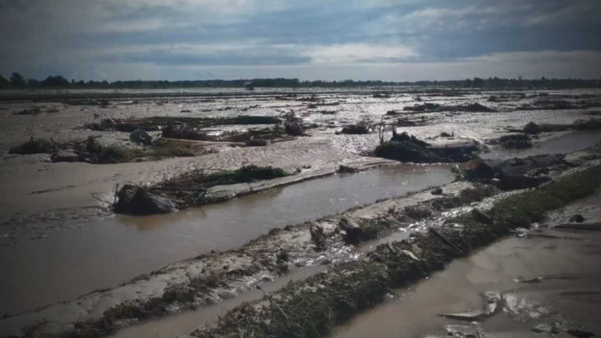 Pemprov Sulteng Siap Bantu Benih untuk Petani Terdampak Banjir di Balinggi dan Torue